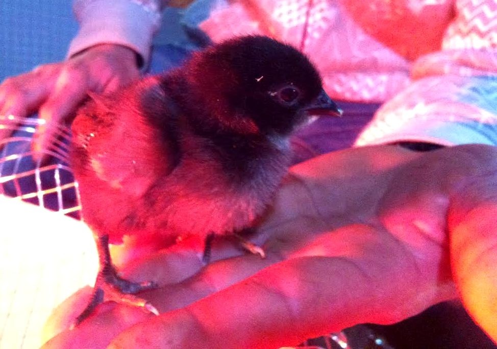 1 trieu dong/con ga mat quy dat nhat the gioi 3 tuan tuoi hinh anh