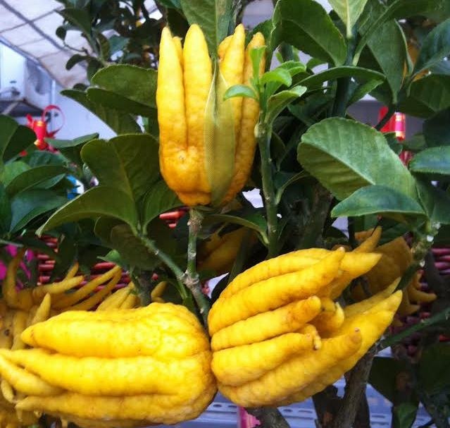 Phat thu mini gia 15 trieu co gi dac biet? hinh anh