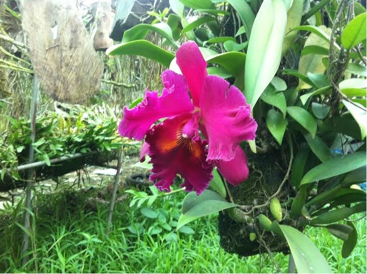 Cay lan nghin do 15 nam moi no hoa o Ha Noi hinh anh