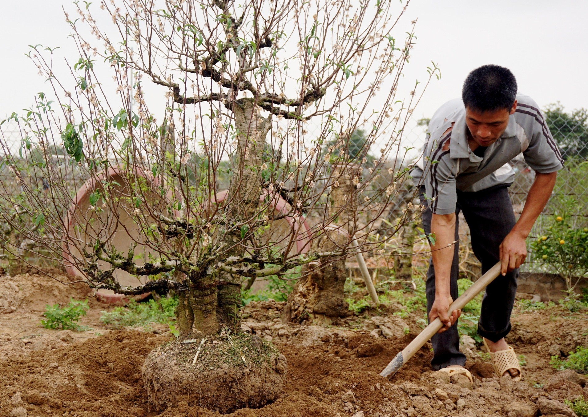 Ton ca chuc trieu dong tra phi nuoi dao sau Tet hinh anh