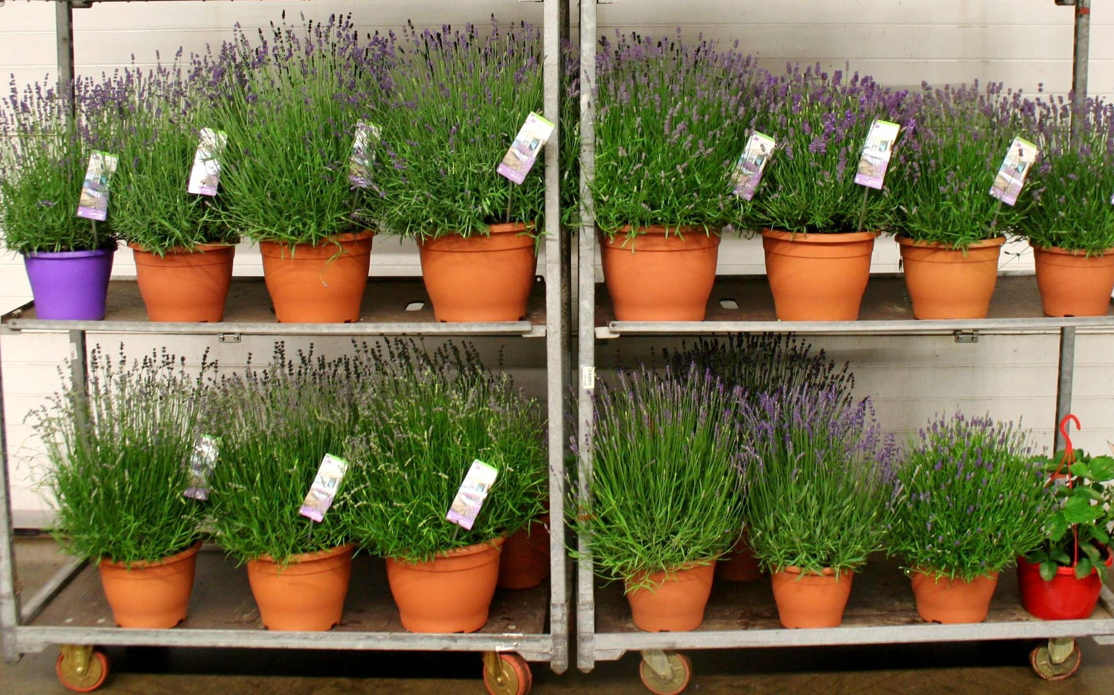 Mot tang oai huong trong chau ngay 8/3 hinh anh