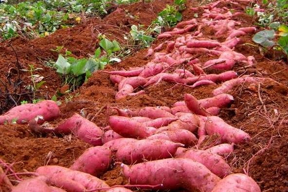 Nong dan Dak Lak mang ca dong khoai e len cho mang hinh anh