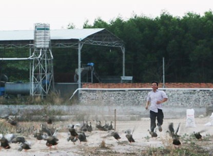 Nuoi vit troi bang nhac giao huong o Vung Tau hinh anh