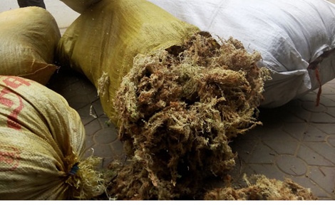 Thuong lai Trung Quoc mua reu da voi gia cao hinh anh