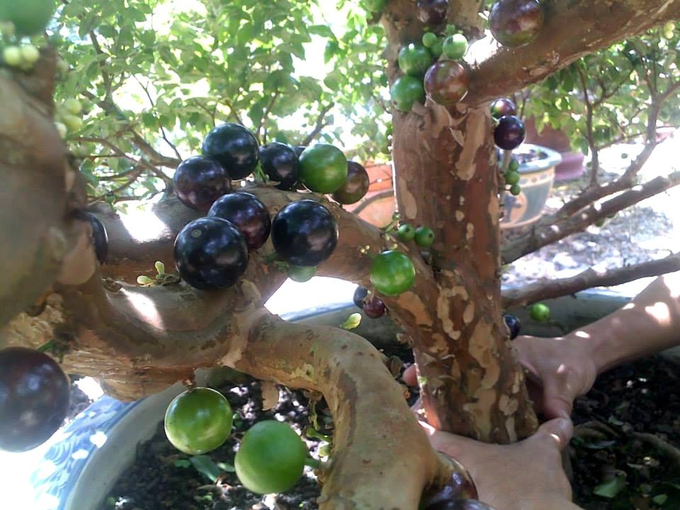 Chi tien trieu mua nho than go, cho 9 nam de cay dau qua hinh anh