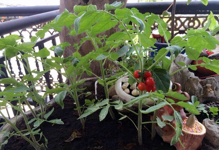 Chieu con, me trong vuon rau qua ti hon tren noc nha hinh anh