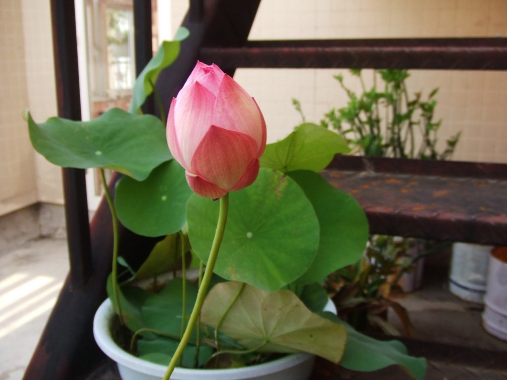 Chi bac trieu trong sen mini trong nha, cho mot nam ngam hoa hinh anh