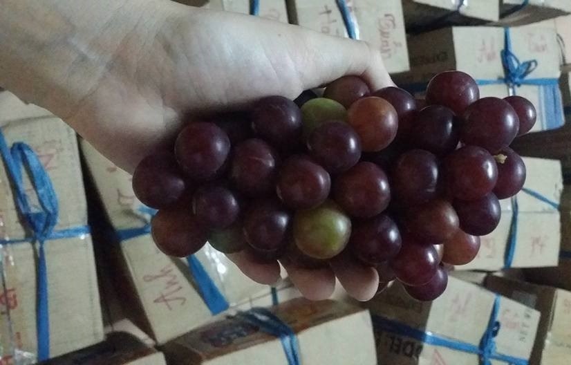 Nho Ninh Thuan 25.000 dong/kg o Ha Noi hinh anh