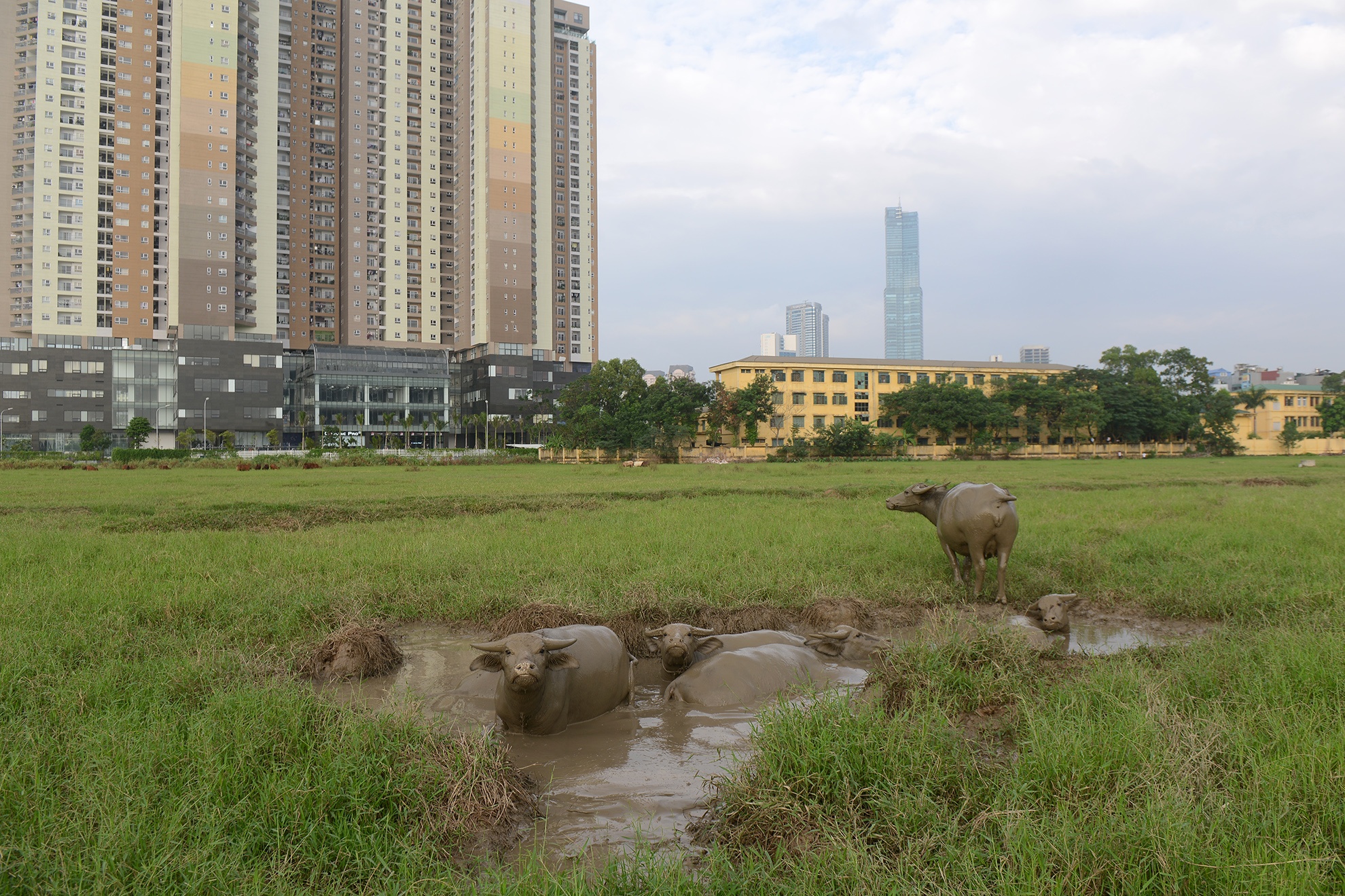 Trong rau, chan trau tren dat du an thap ty do hinh anh