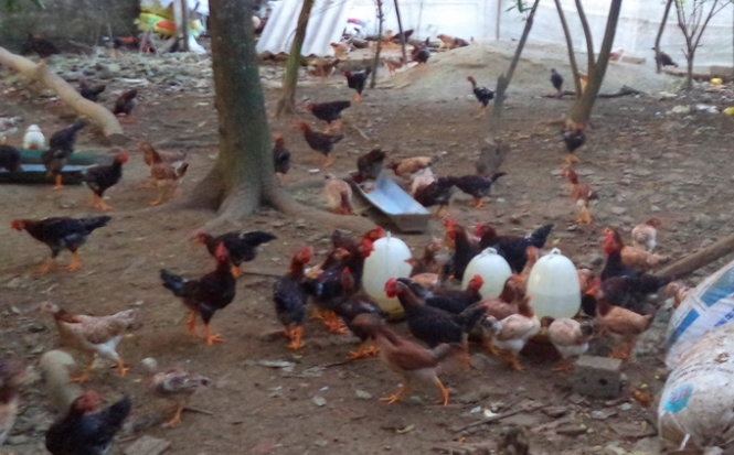 Gia ga nuoi trong nuoc cao gap 2-3 lan ga ngoai hinh anh