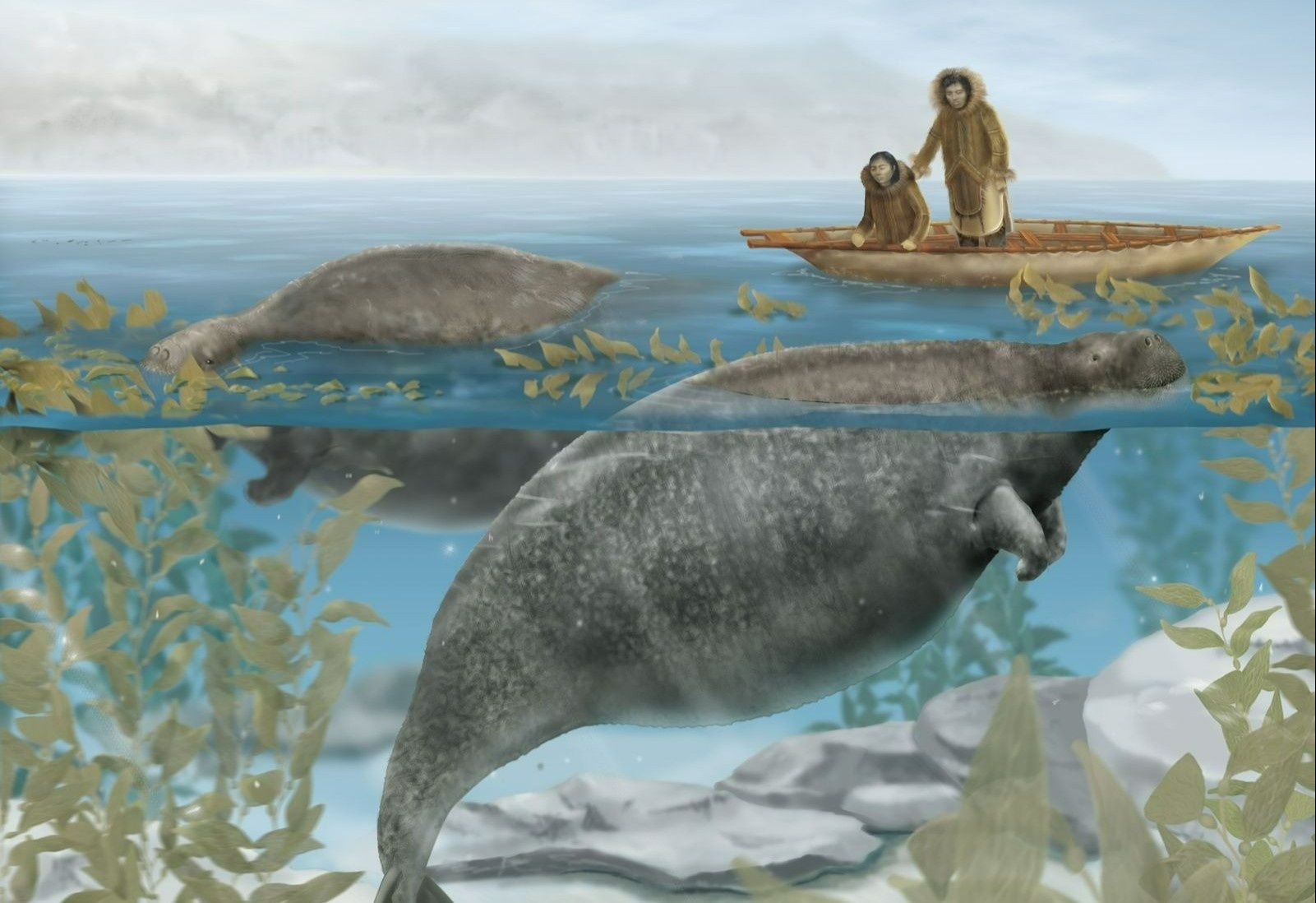 Su tuyet chung dau long cua loai bo bien Steller hinh anh