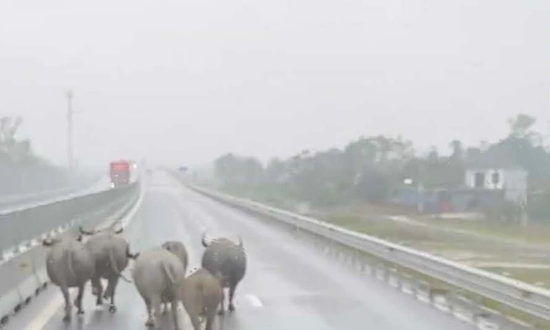 Dan trau tha rong ‘tung tang’ tren cao toc Bac - Nam hinh anh