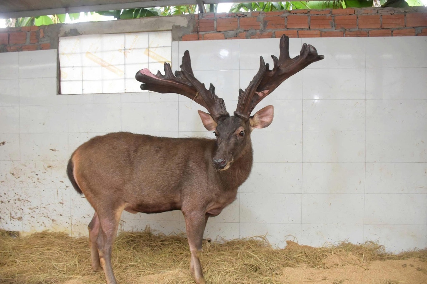 Gay me de thu hoach cap nhung nai 'khung' hiem co hon 13 kg hinh anh