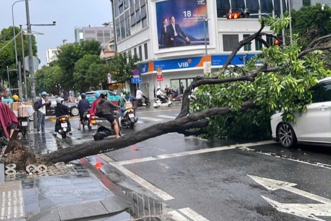 Cay xanh bat goc de trung 2 oto o giao lo TP.HCM hinh anh