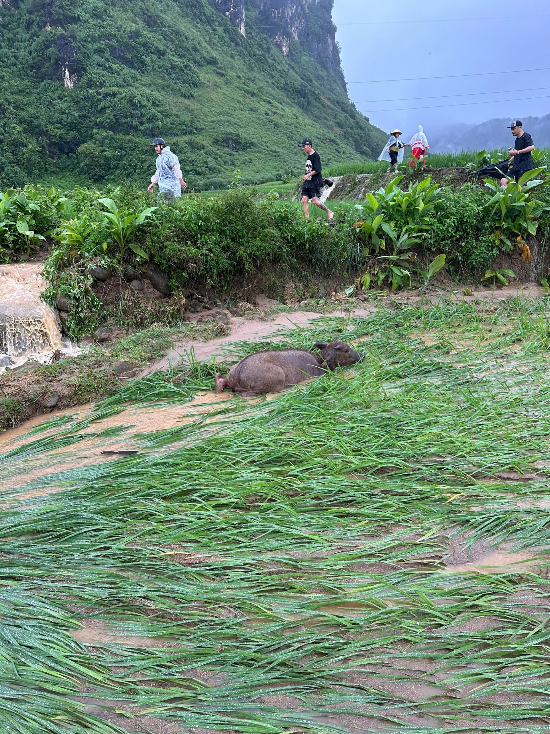 lũ quy&eacute;t ảnh 3