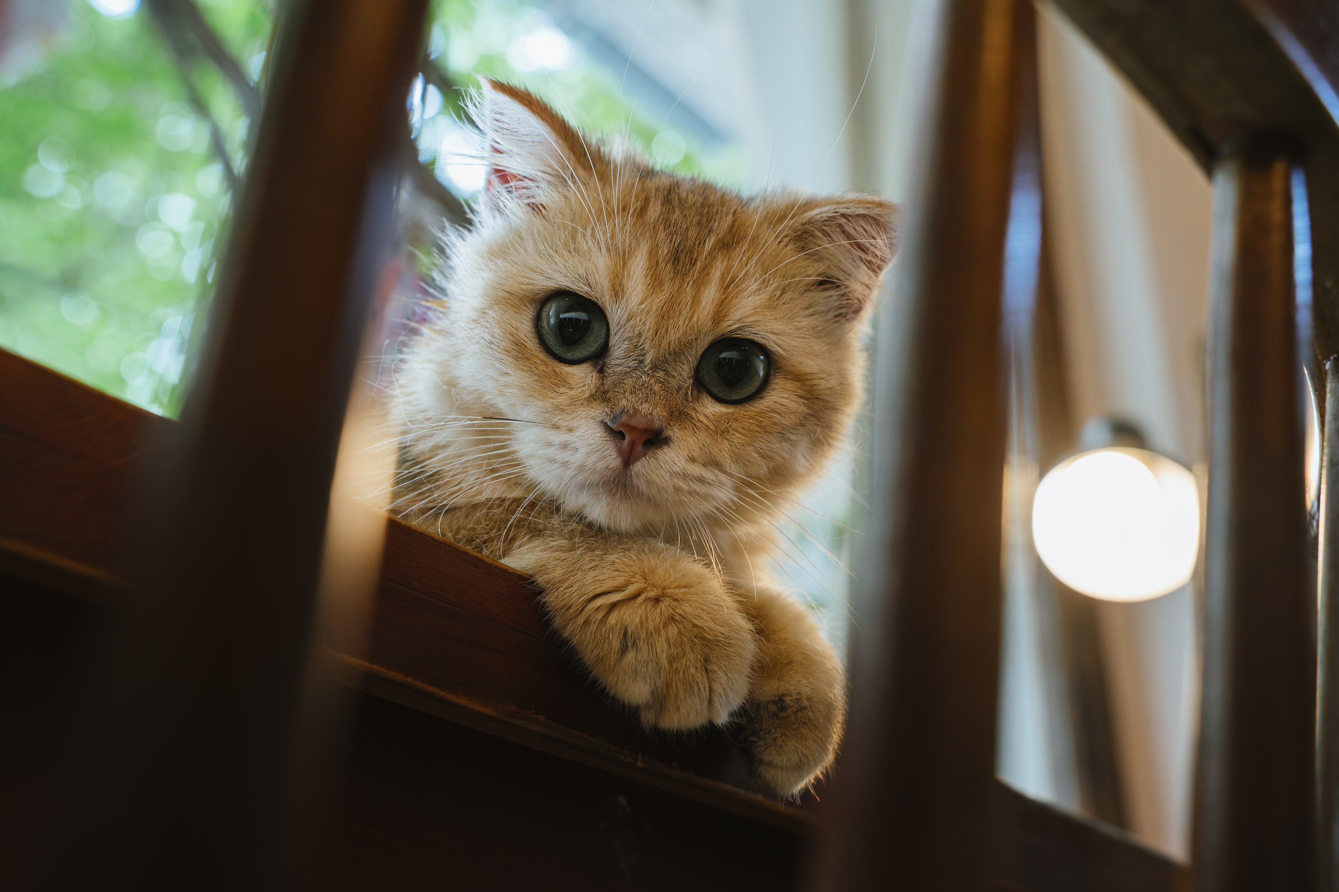 m&egrave;o ảnh 3