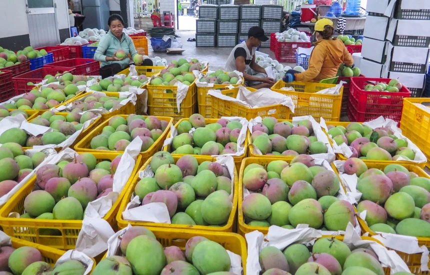 Nhat Ban nhap hang tram tan rau qua moi nam tu Viet Nam hinh anh