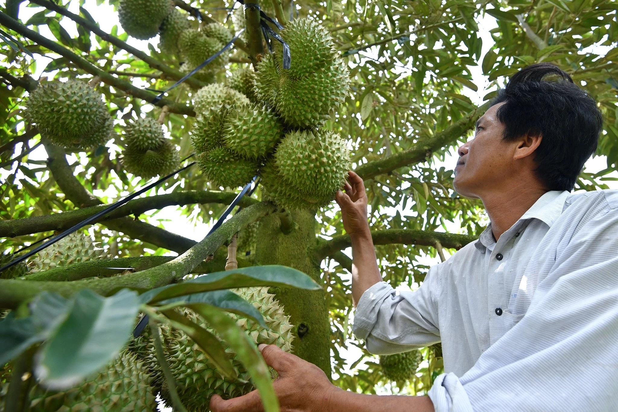 Sau rieng chua cho trai, 'dai gia' Dak Lak van lai ky luc hinh anh