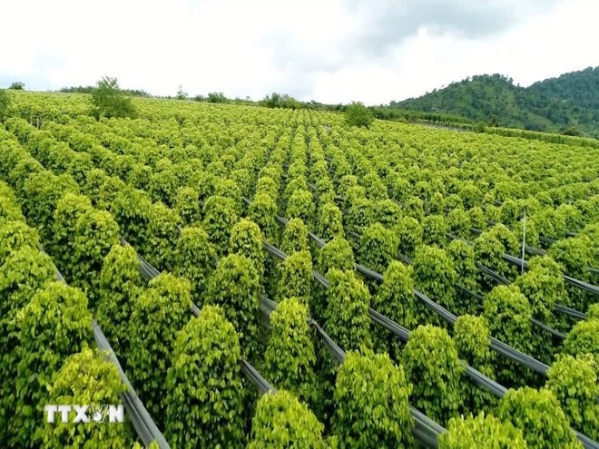 nong lam thuy san,  kim ngach xuat khau anh 1