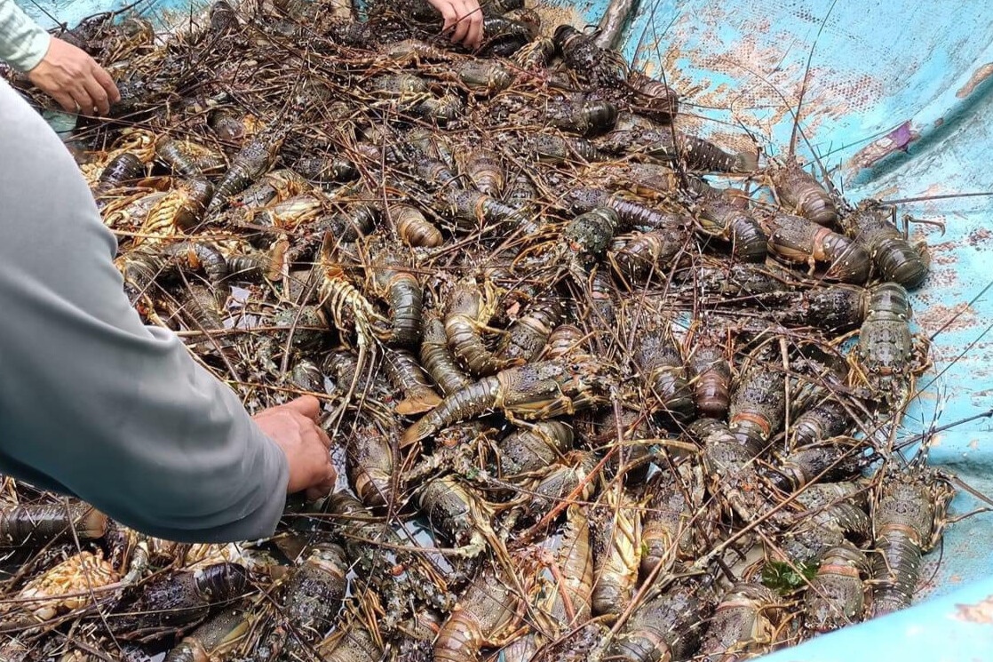 Nguoi TP.HCM 'giai cuu' tom hum chet hang loat nhung khong thanh hinh anh