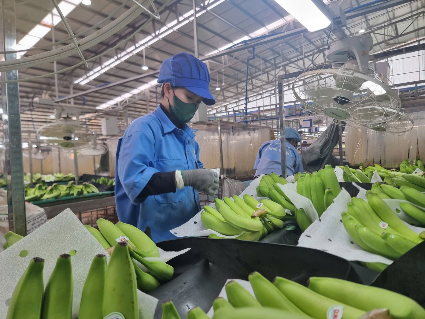 xuat khau chuoi anh 4