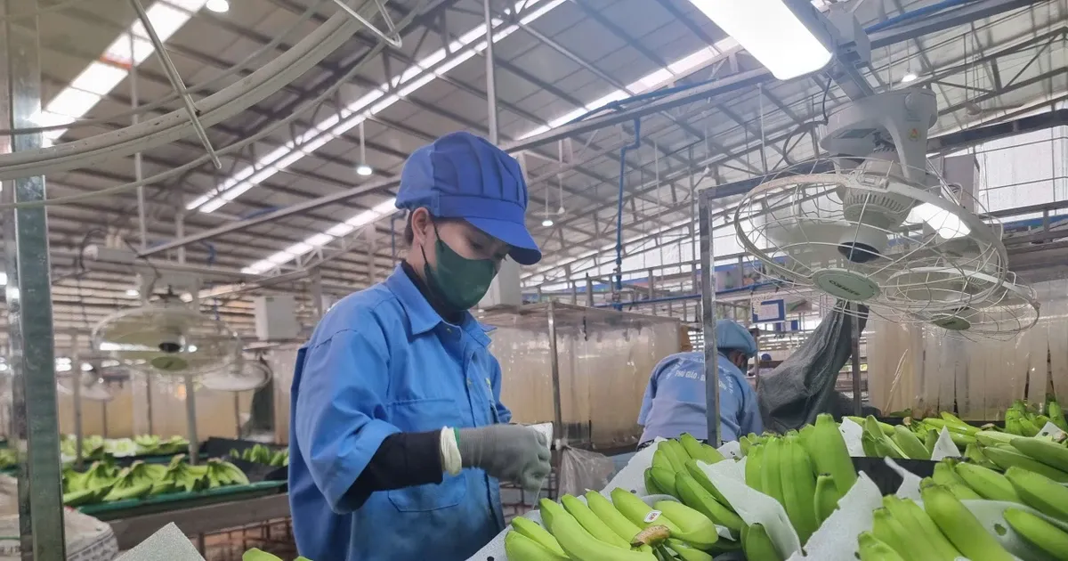 Xuat khau chuoi co co hoi tro thanh mat hang ty USD hinh anh