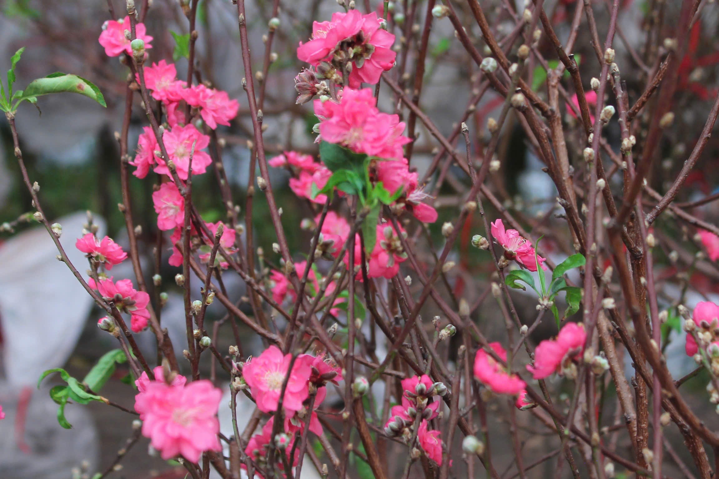 Dao Bac vao TP.HCM gia chi tu 200.000 dong/canh hinh anh