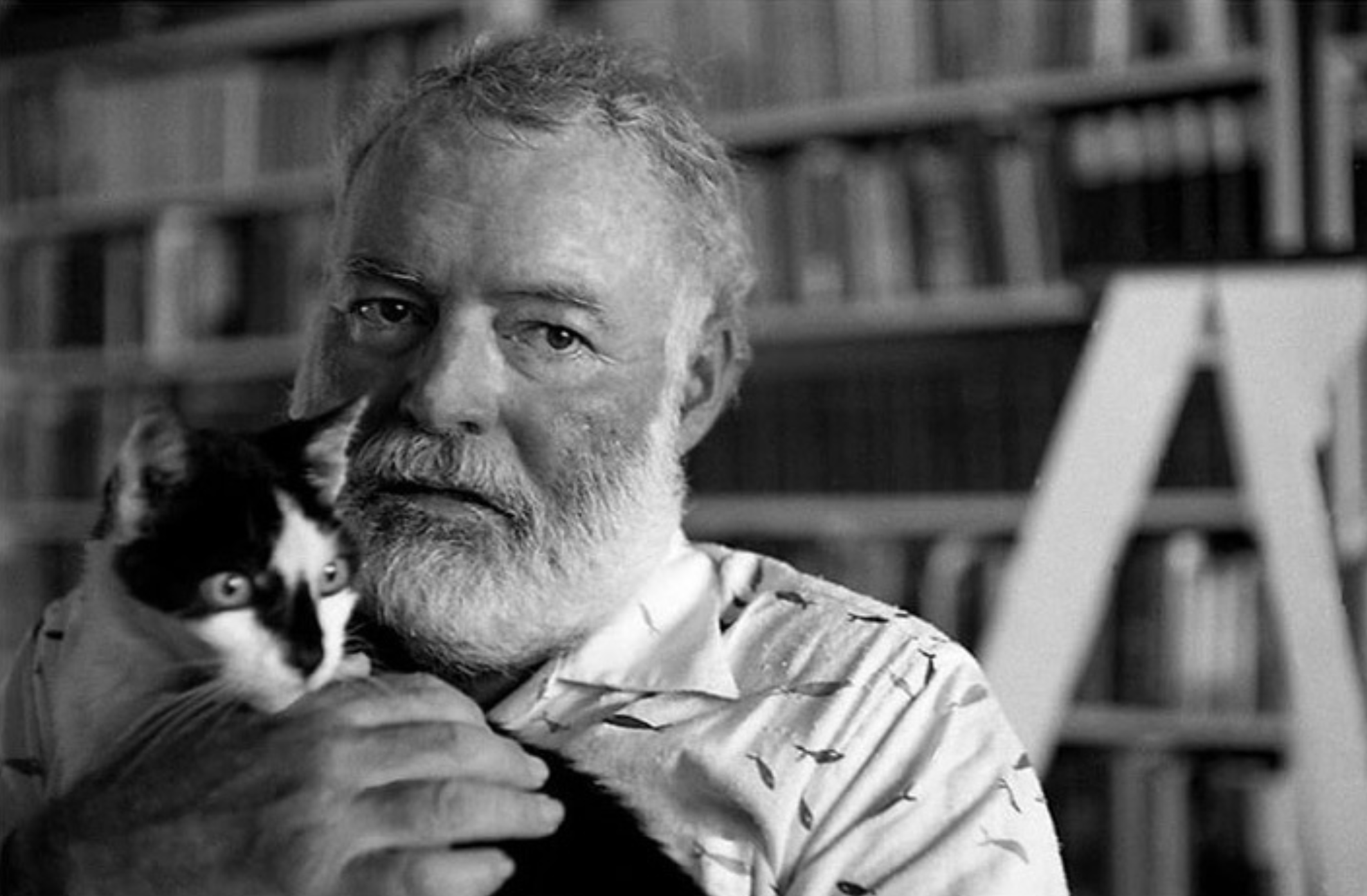 Nhung nha van cuong meo anh 2