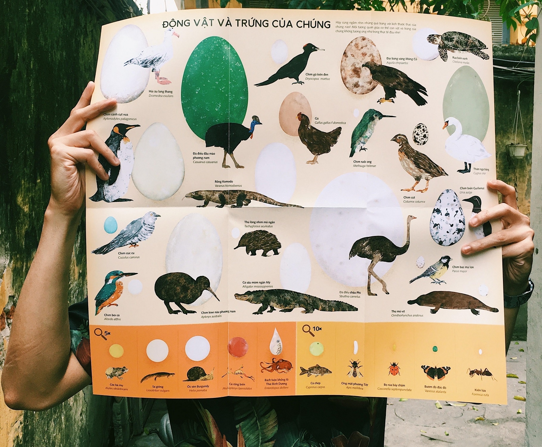 Sach Tat tan tat ve trung anh 2