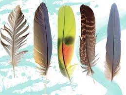 Long vu tiet lo dieu gi ve cac loai chim? hinh anh