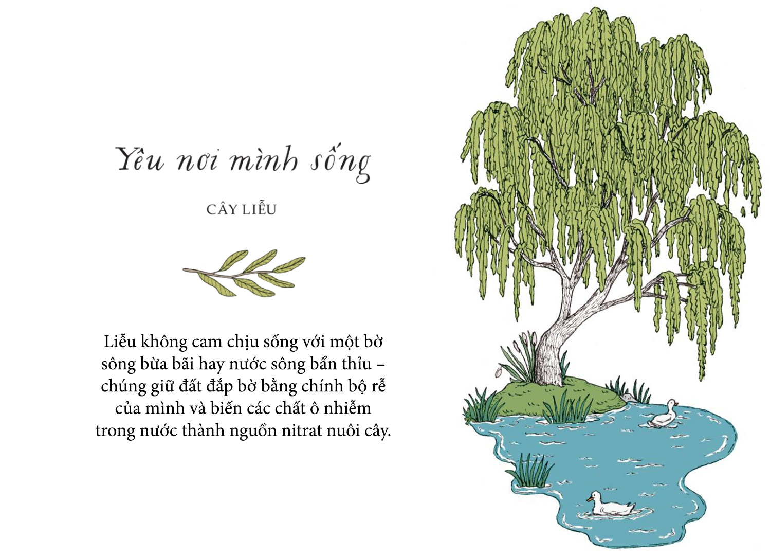 Song nhu nhung cai cay anh 5