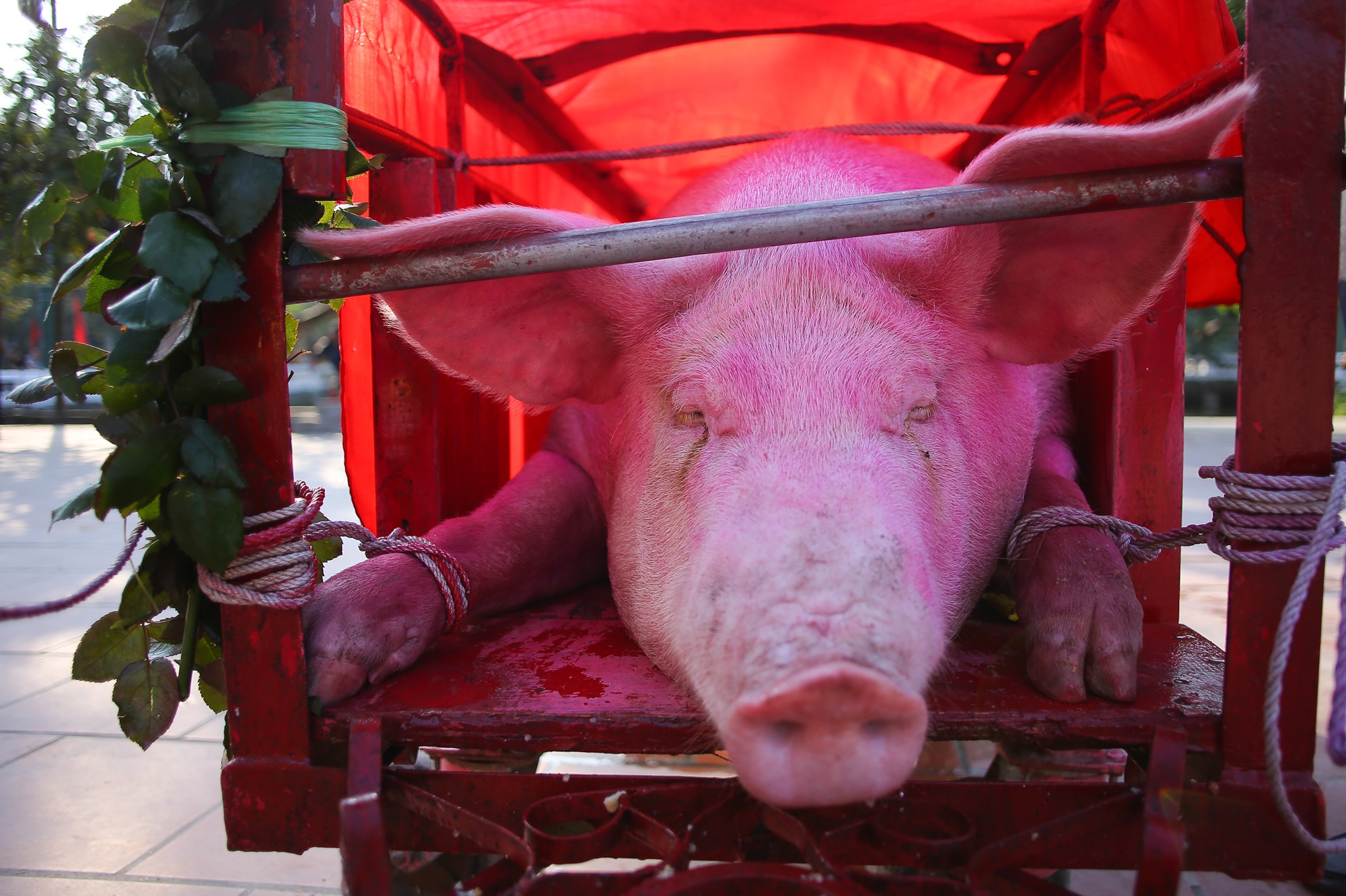 Chen lon lang Nem Thuong Bac Ninh anh 2