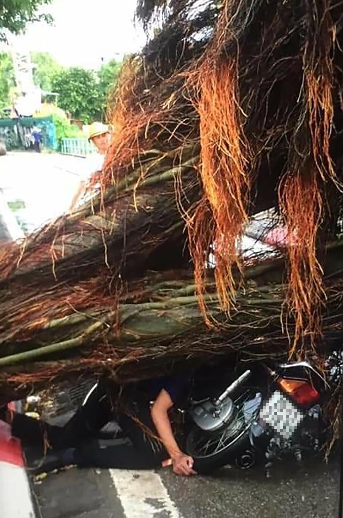 Cay do o Ha Noi anh 3