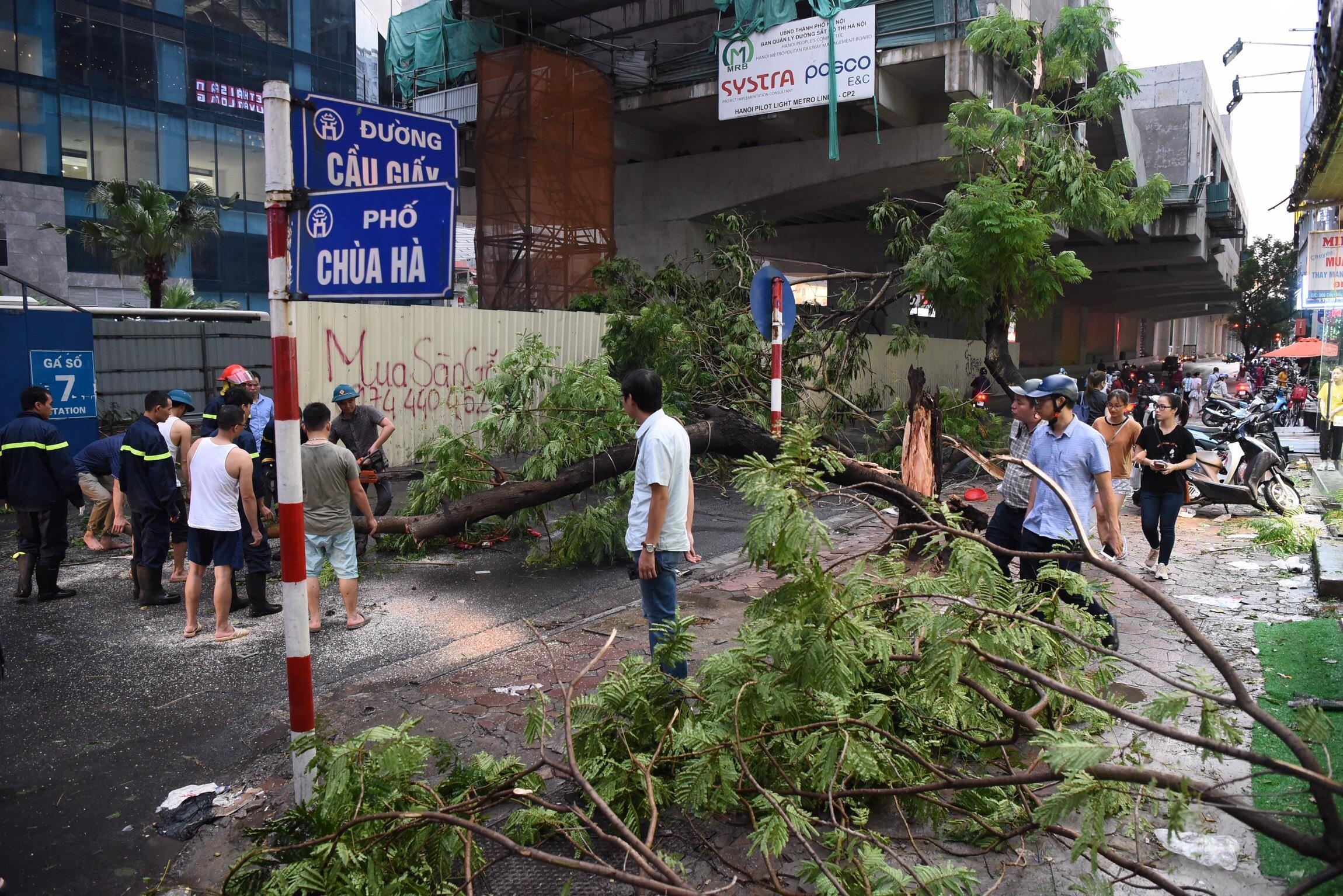 Cay do o Ha Noi anh 1
