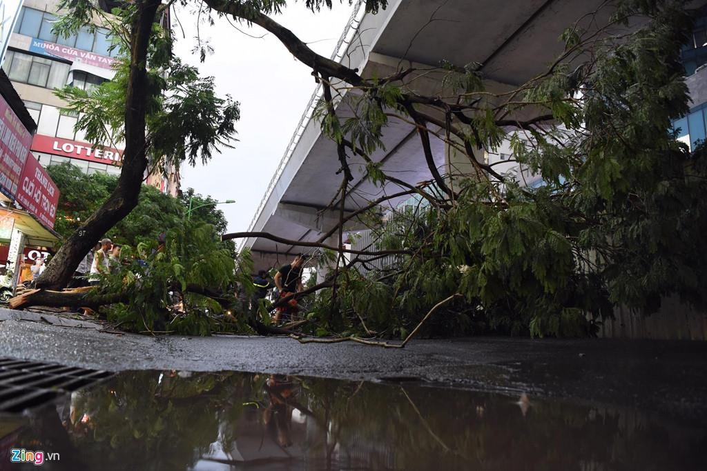 Cay do o Ha Noi anh 7