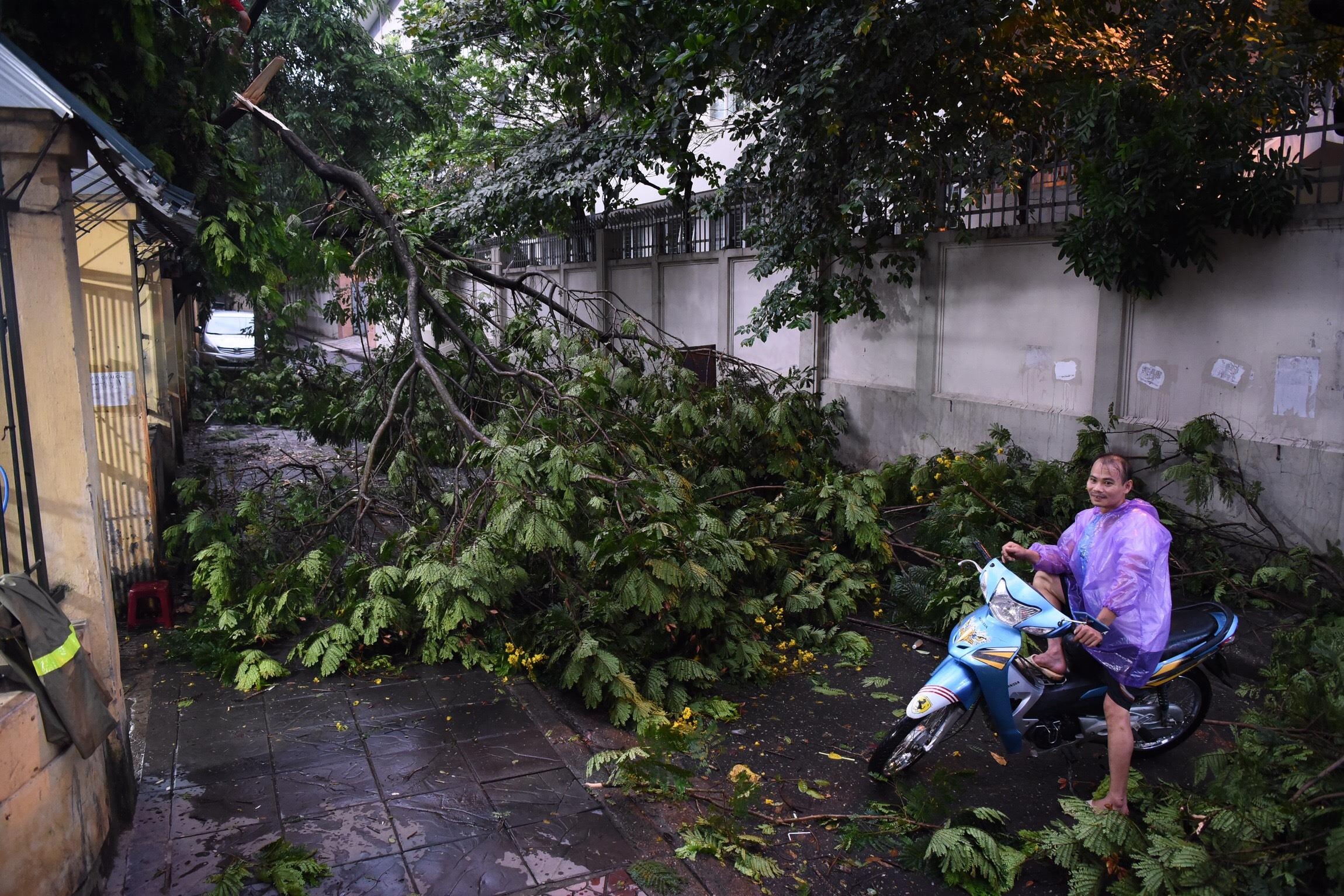 Cay do o Ha Noi anh 9