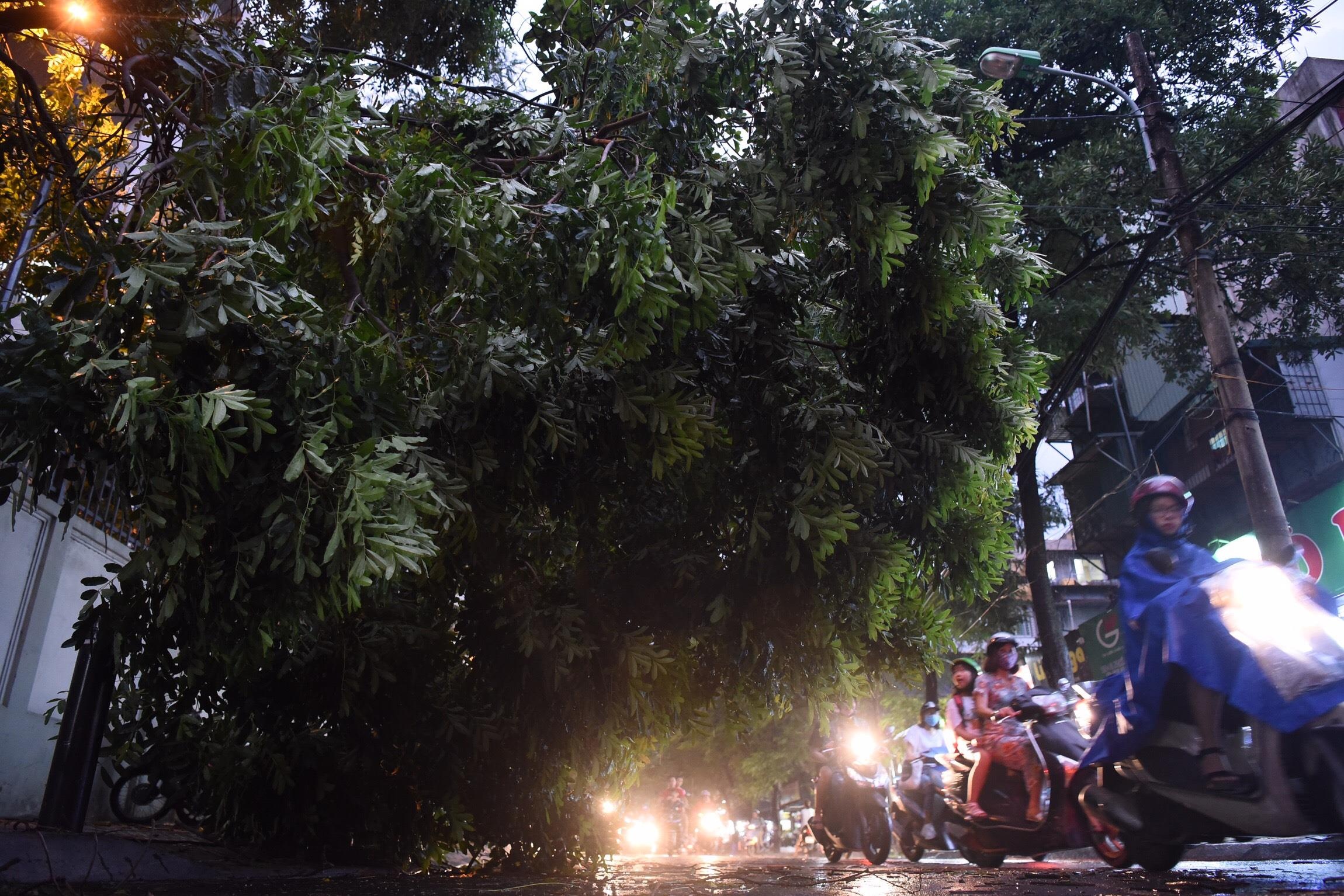 Cay do o Ha Noi anh 11