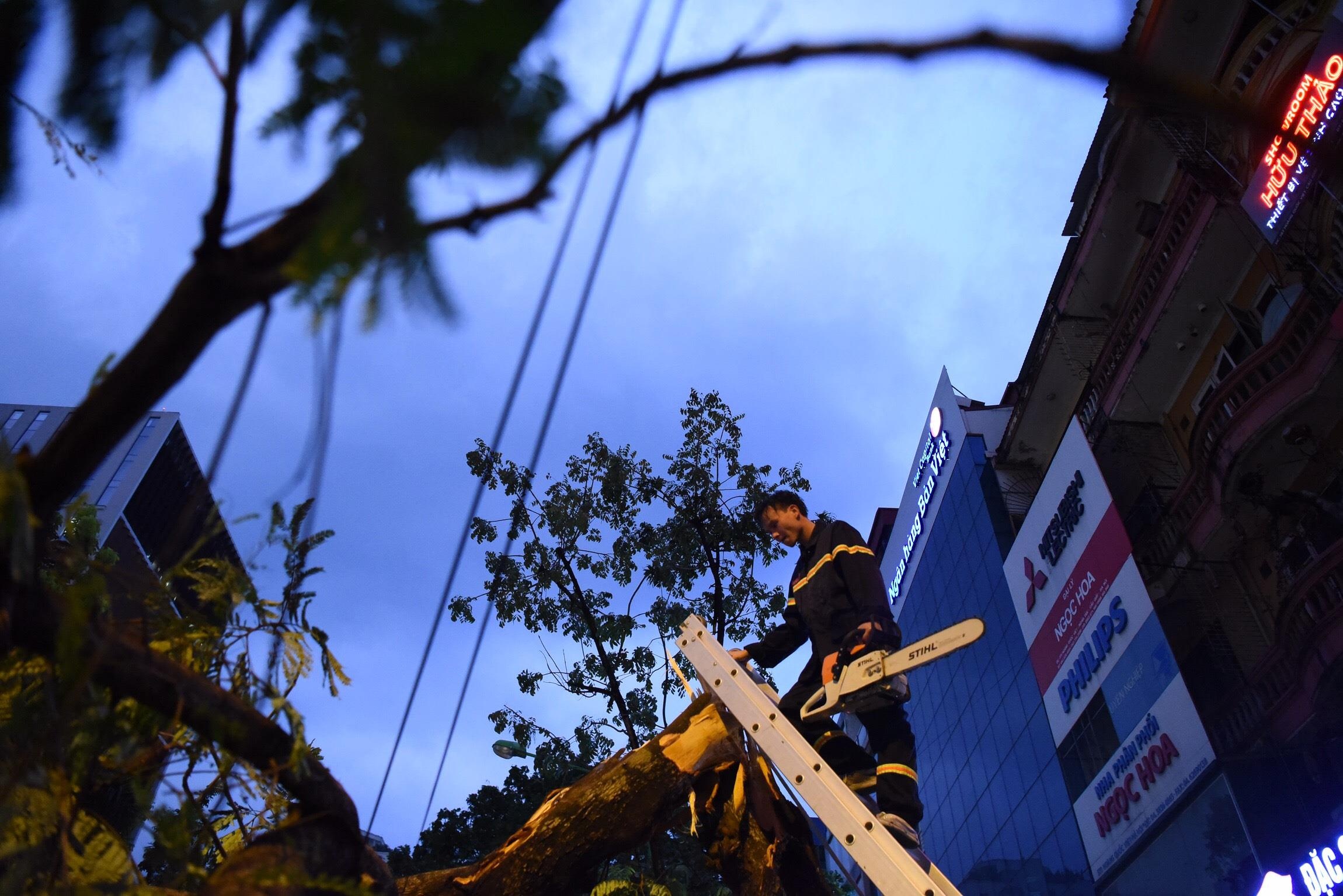 Cay do o Ha Noi anh 13