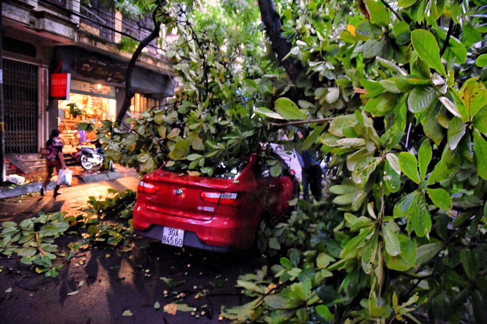 Cay do o Ha Noi anh 2