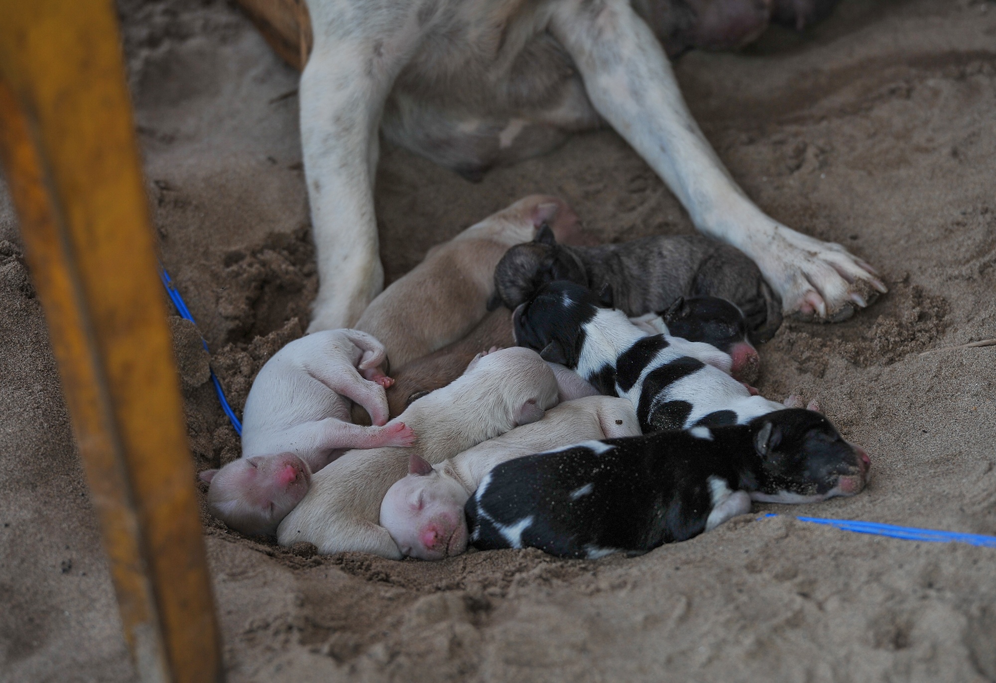 Ngap trieu cuong o Can Tho anh 11