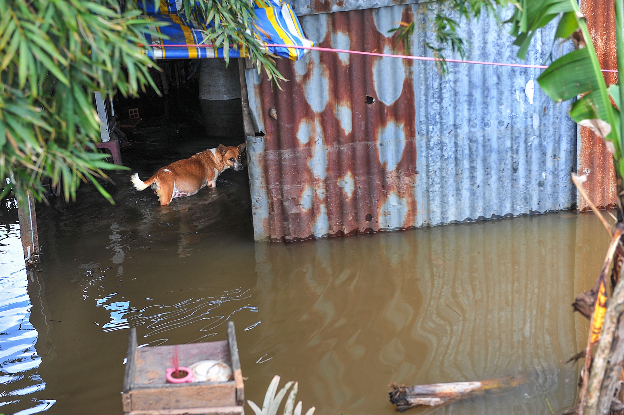 Ngap trieu cuong o Can Tho anh 7