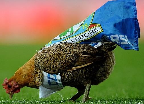 Cau thu Croatia bi duoi khoi san vi da chet ga hinh anh