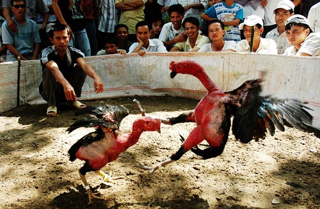 De nghi truy to ke dam chet nguoi tu viec da ga hinh anh