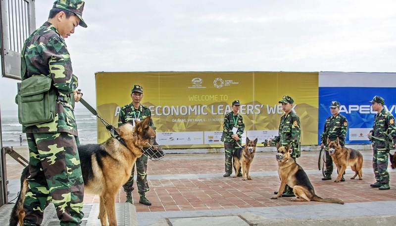 chó nghiệp vụ ảnh 3 cho nghiep vu anh 3