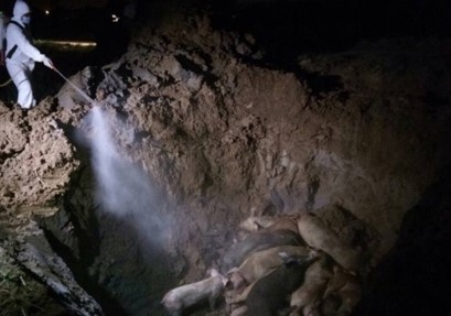 Xuat hien dich ta lon Chau phi tai Hai Duong hinh anh