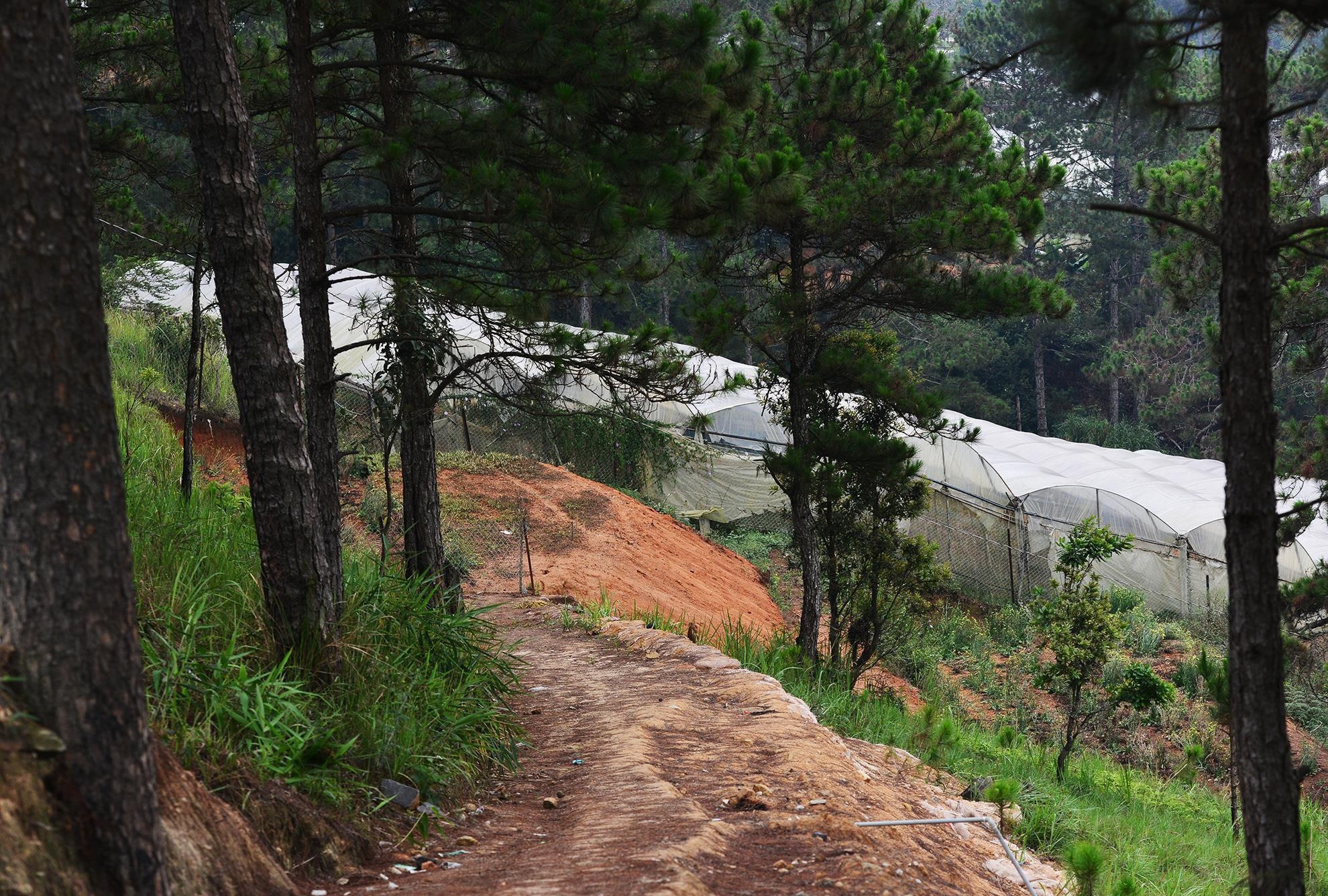 ngap o Phu Quoc va Da Lat anh 6