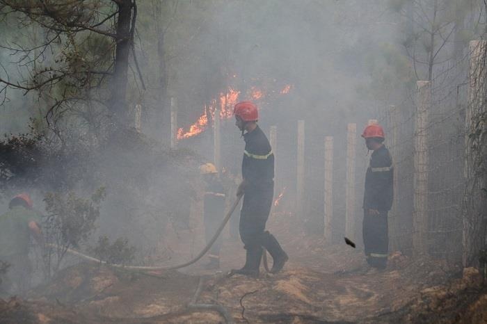 chay rung thong o Hue anh 3