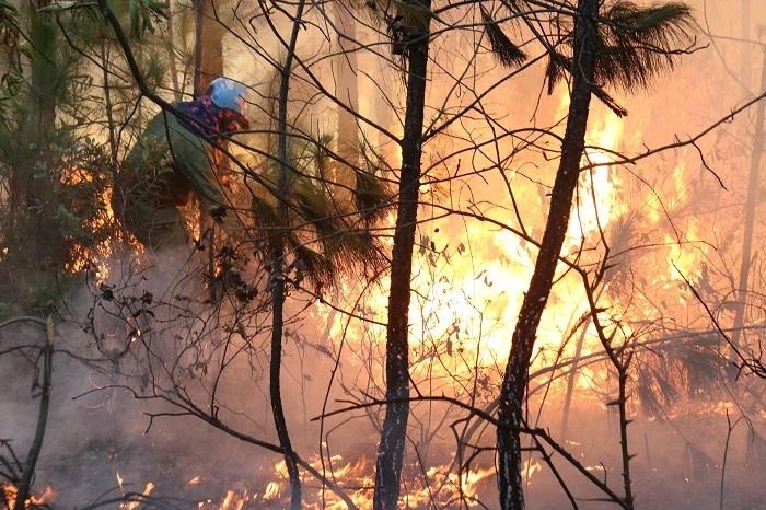 chay rung thong o Hue anh 4