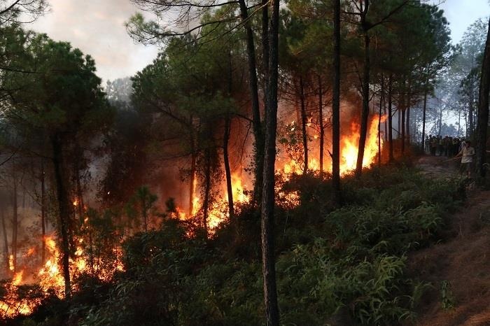 chay rung thong o Hue anh 5