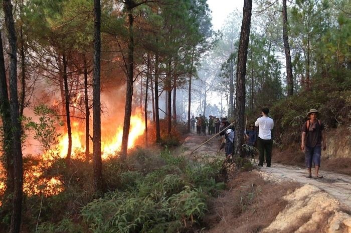 chay rung thong o Hue anh 6